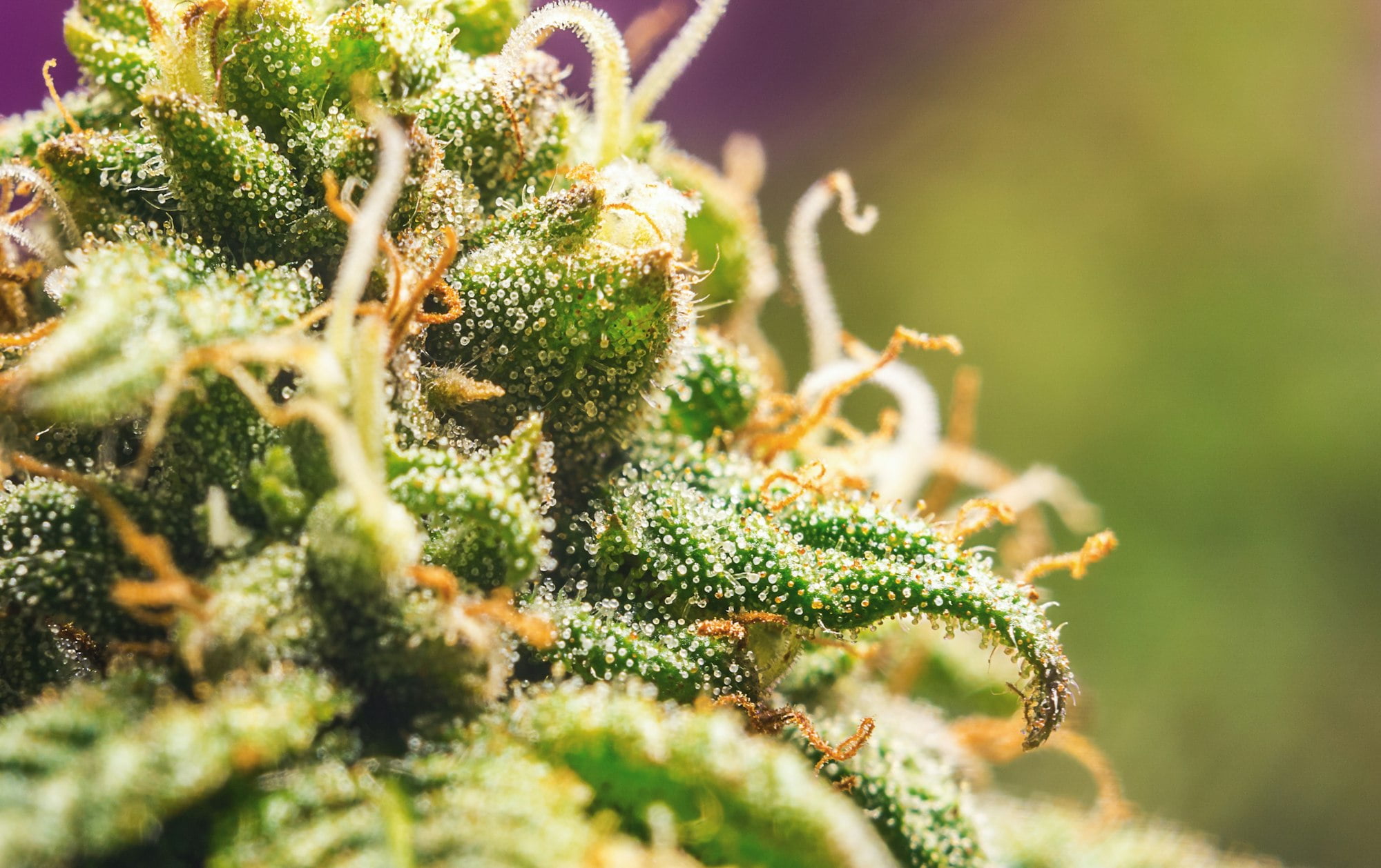 Macro of marijuana flower bud with resin crystals